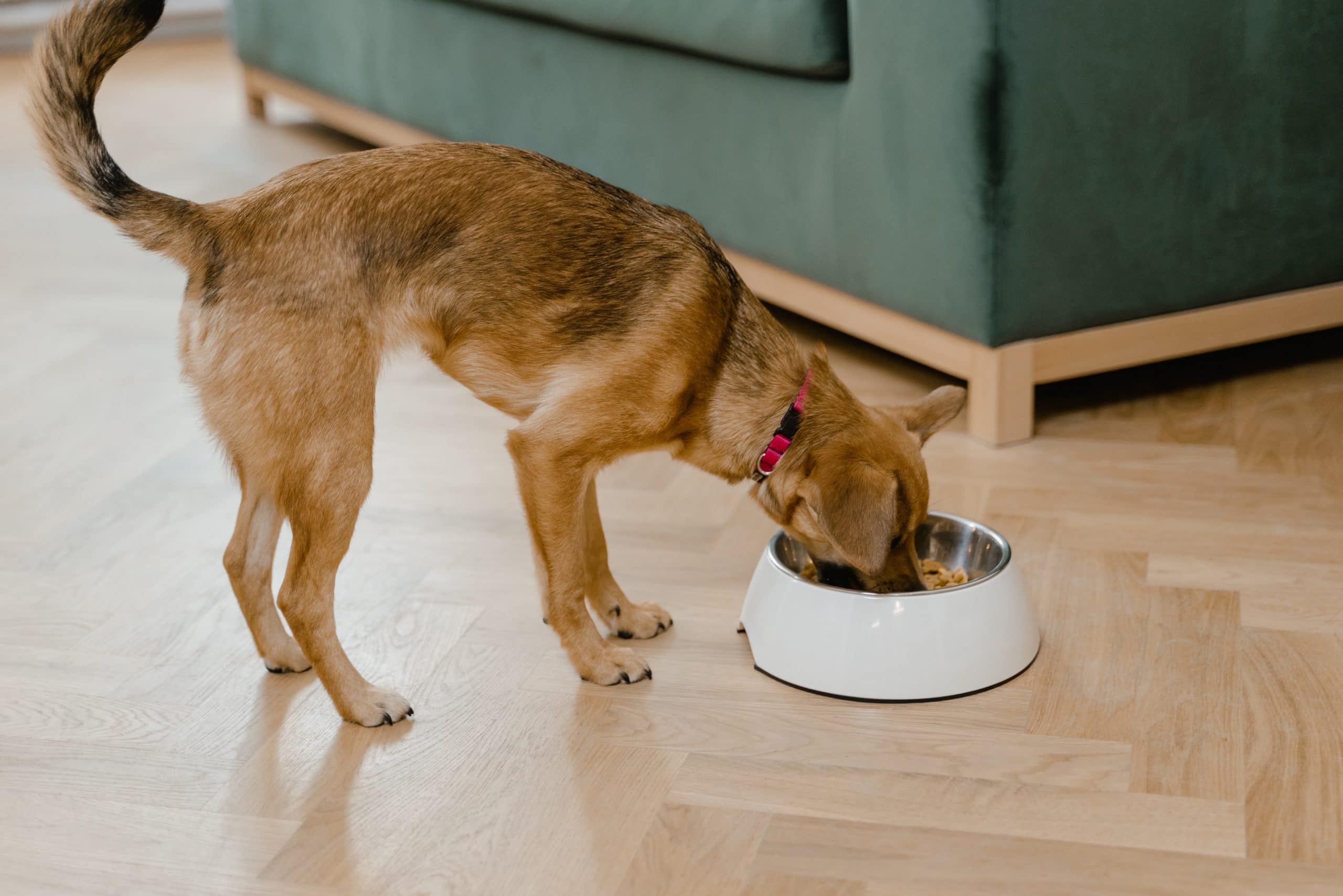 A dog eating from its bowl.