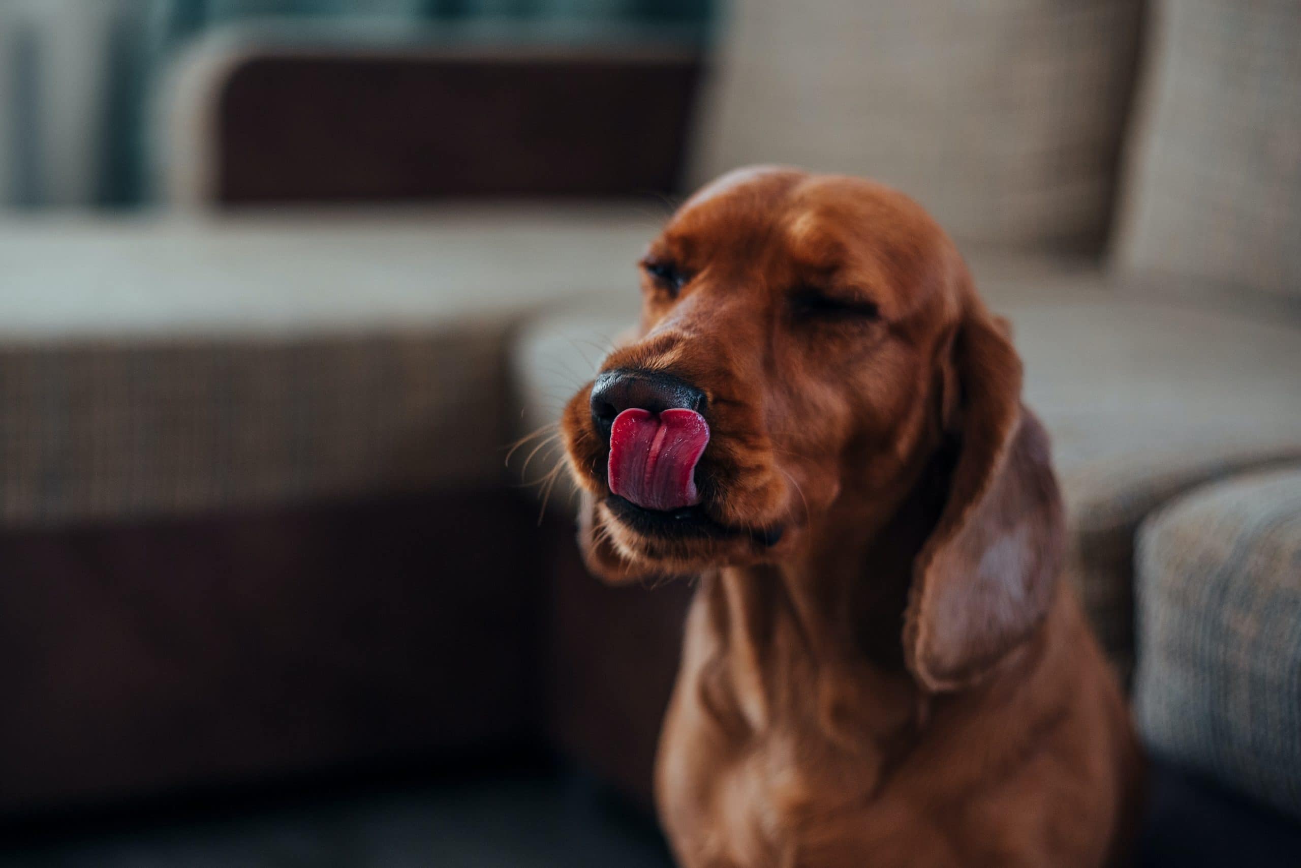 A dog licking its lips.