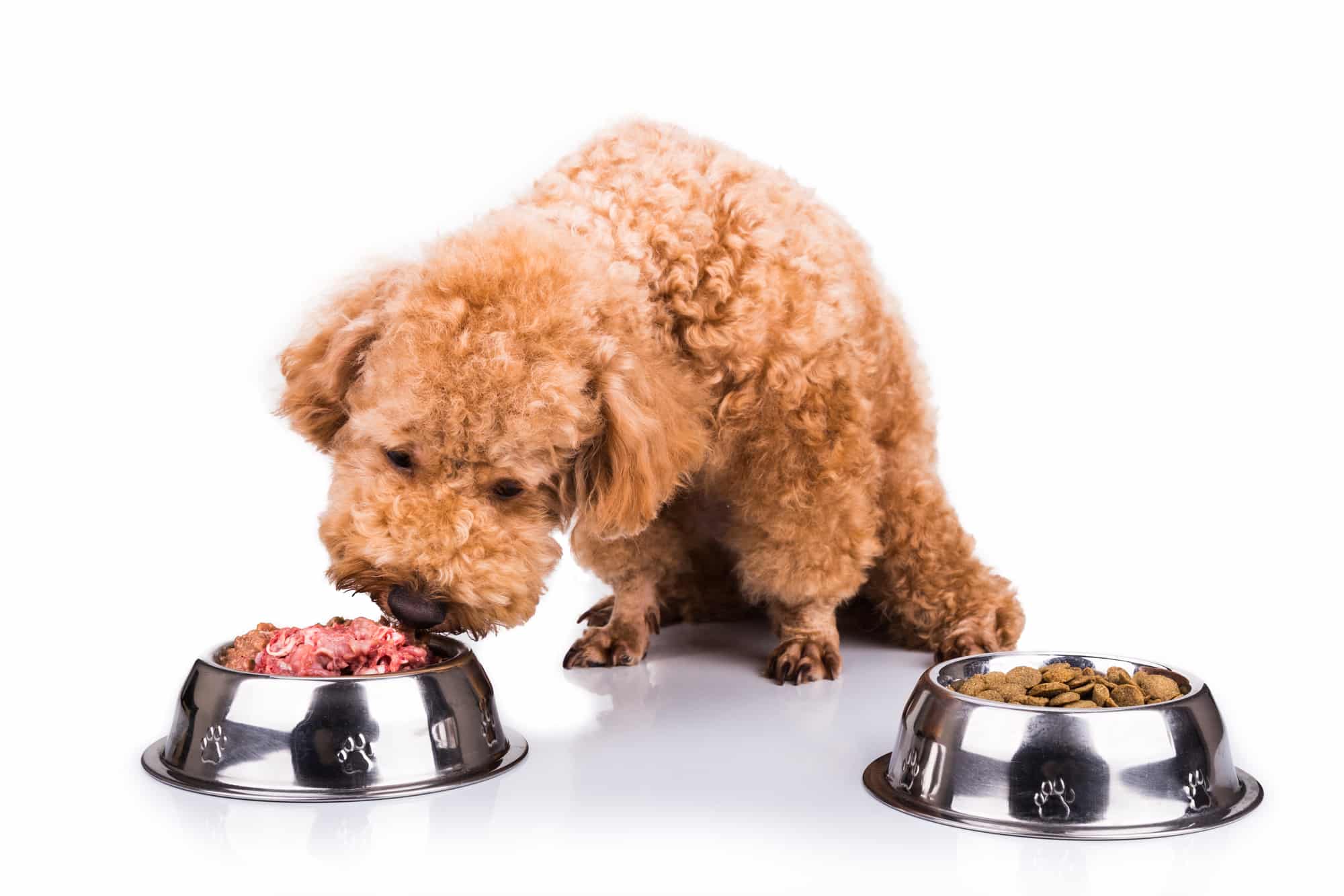 dog choosing to eat raw meat instead of kibble