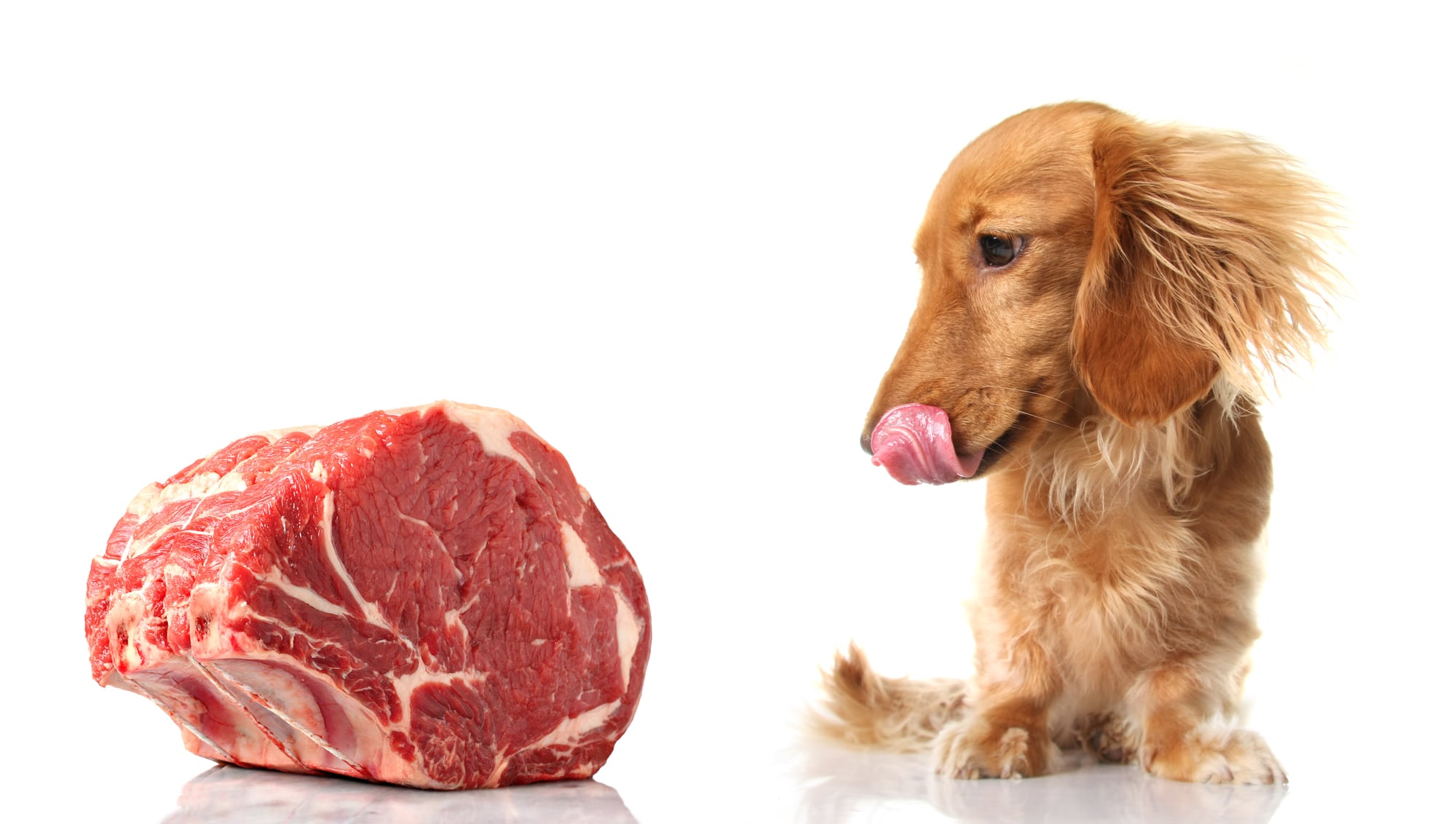 dog looking at slab of raw roast and licking lips