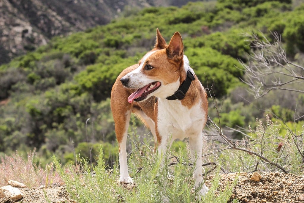 A cattle dog in the wilderness.