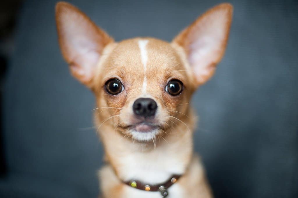 Chihuahua with blue background
