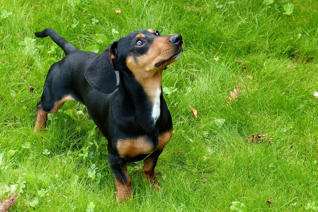 Dachsund outside in the grass
