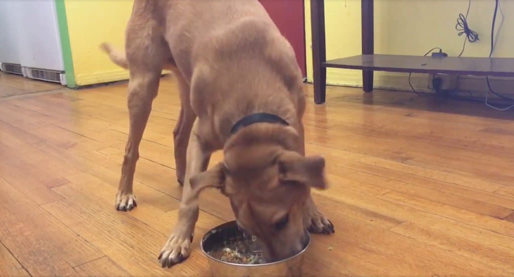 A dog eating from its dish.
