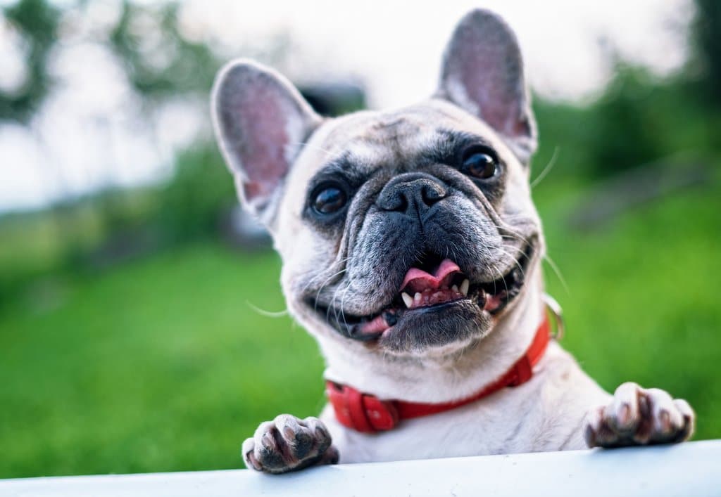 French Bulldog with its characteristic smile