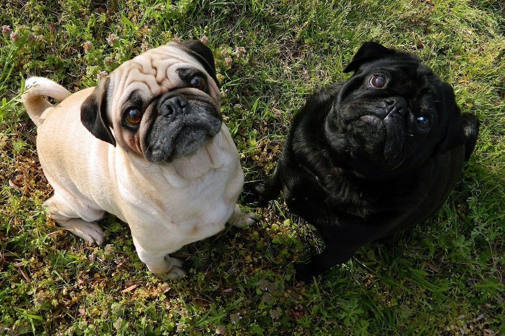 two pugs looking up at camera