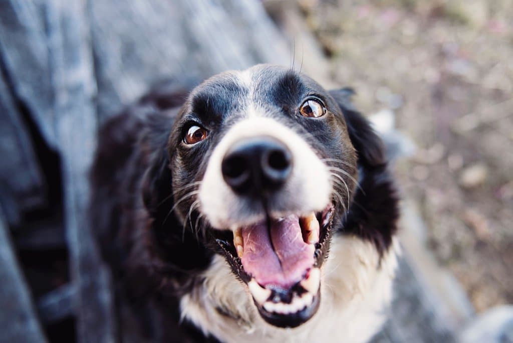 dog vitamins and minerals can help your dog be happy and healthy