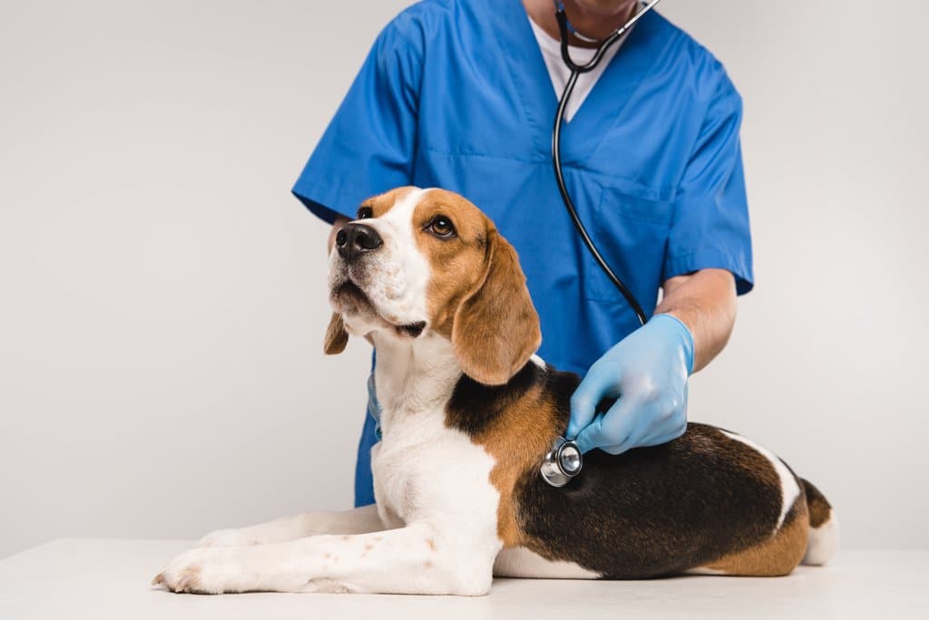 A vet treating a beagle
