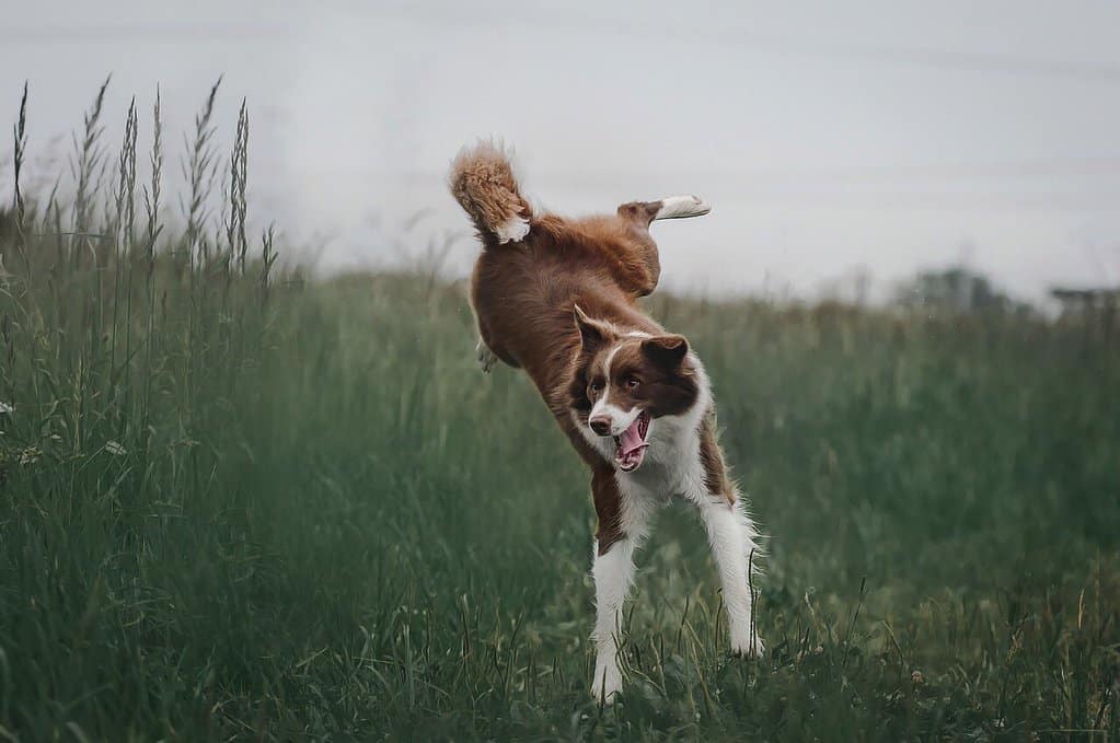 dog playing in field thanks to energy from healthy diet and dog vitamins and minerals