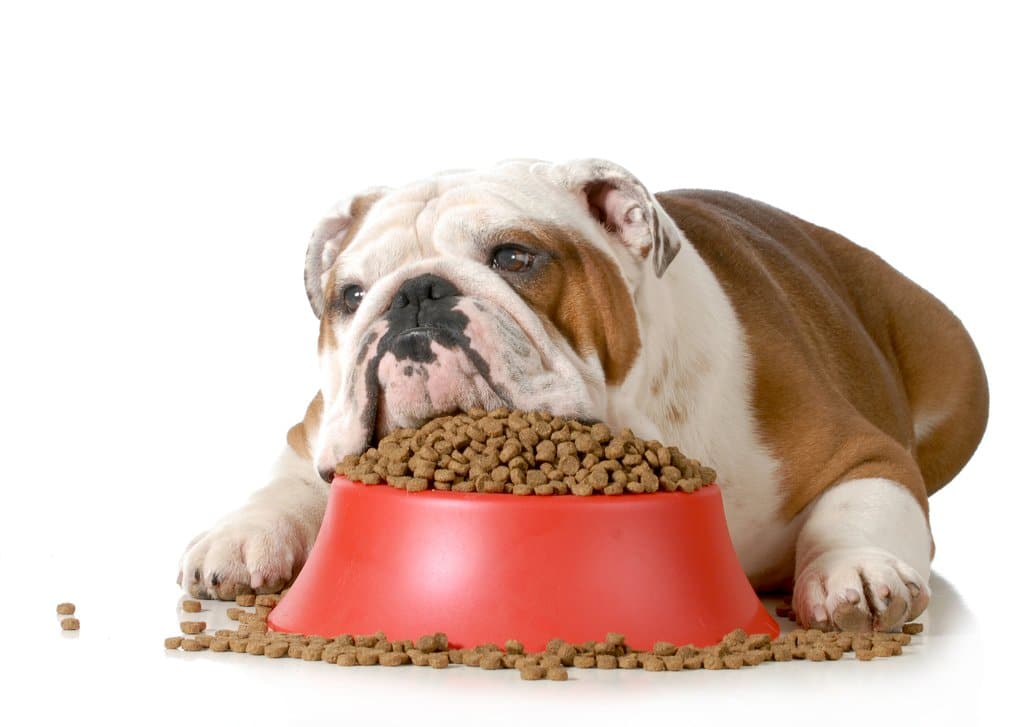 Dog sitting over full food bowl
