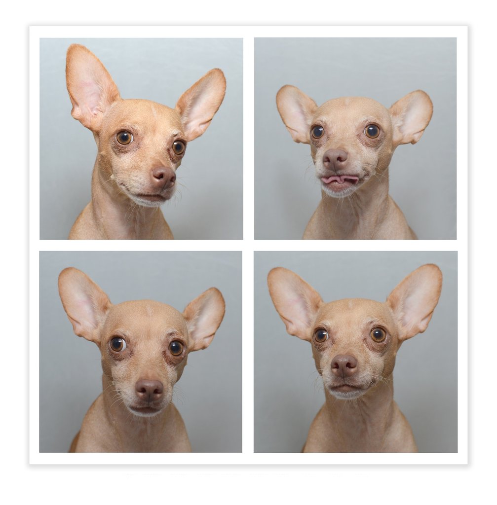 collage of four pictures, different expressions of Chihuahua