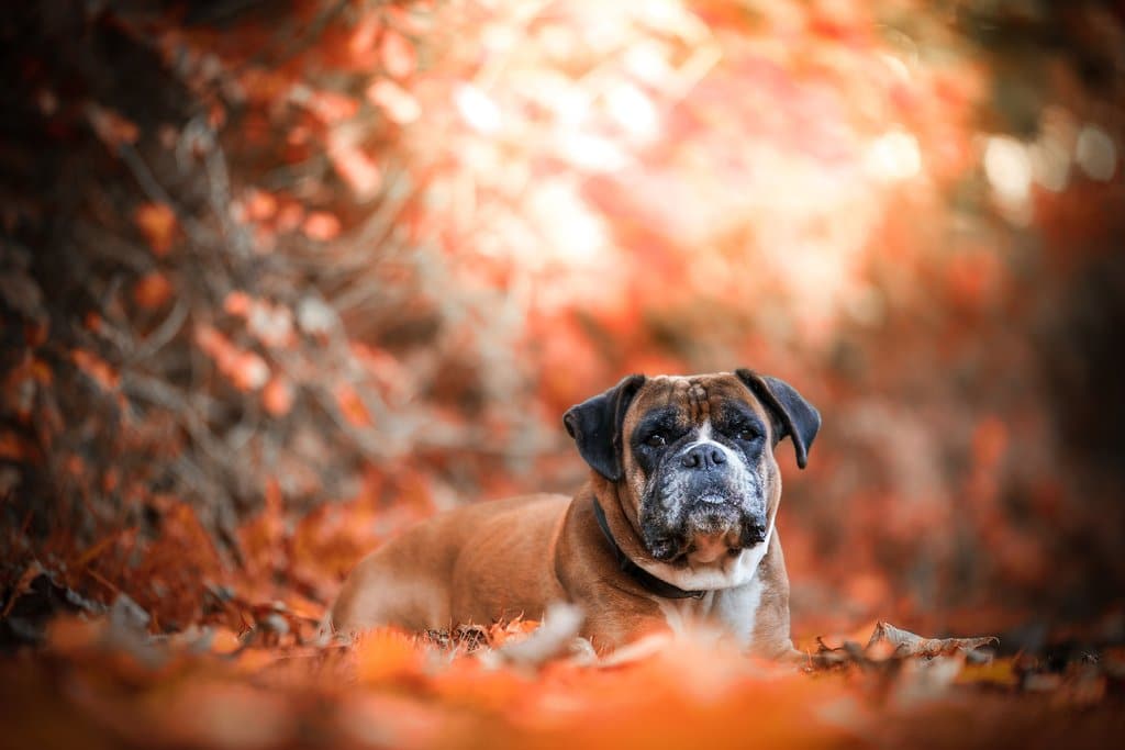 Boxer laying in autumn leaves