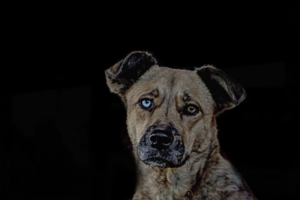 artsy shot of dog on black background
