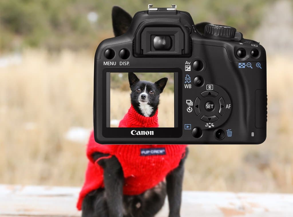 digital camera with rear screen displaying a dog