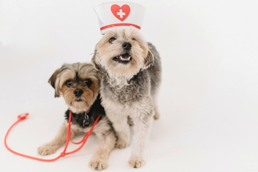 Dogs with doctors hat and tools.
