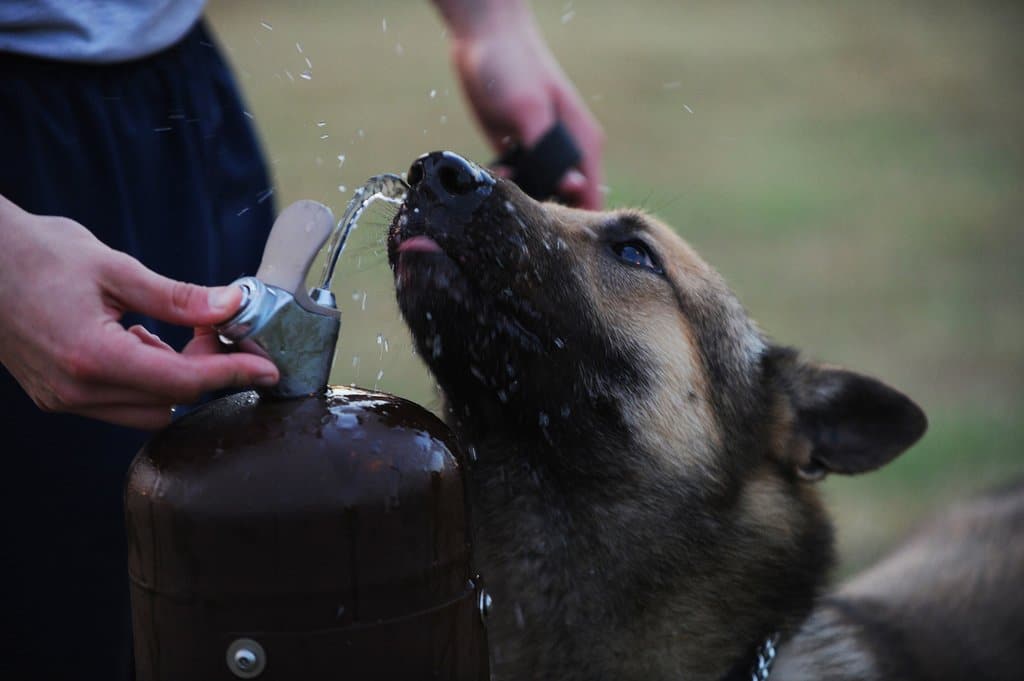 Dog drinking water from fountain