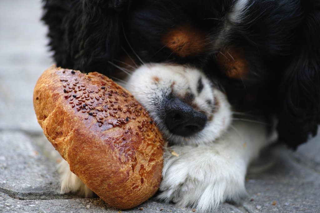 A dog eating a piece of bread.