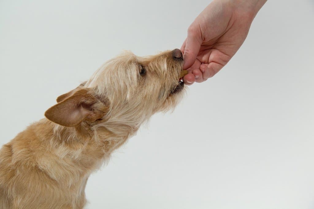 dog eating treat from owner's hand