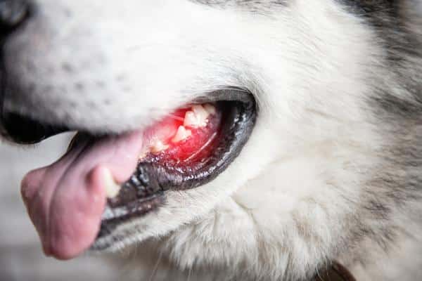 husky's mouth with tooth highlighted red to indicate dental pain