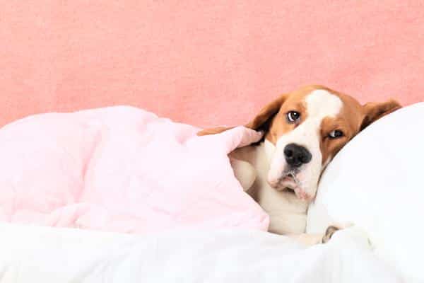 dog lying in bed as if sick