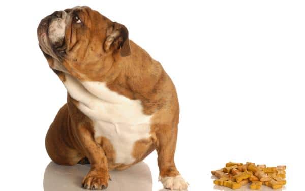 bulldog turning his nose up at pile of treats