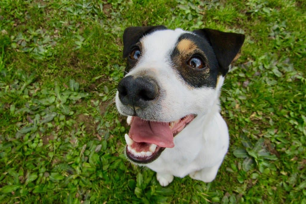 closeup of happy Jack Russell