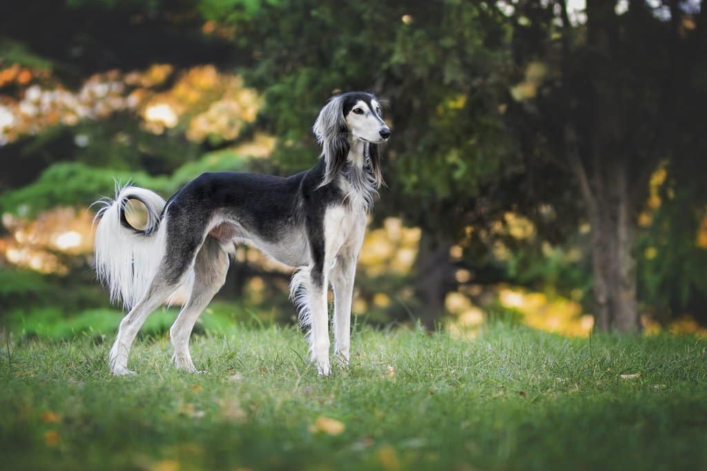 Some dogs, like whippets and Afghan Hounds, are naturally thinner than others.