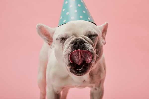 puppy with party hat licking lips on pink background