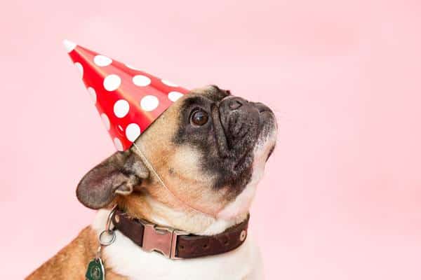 pug with party hat on pink background