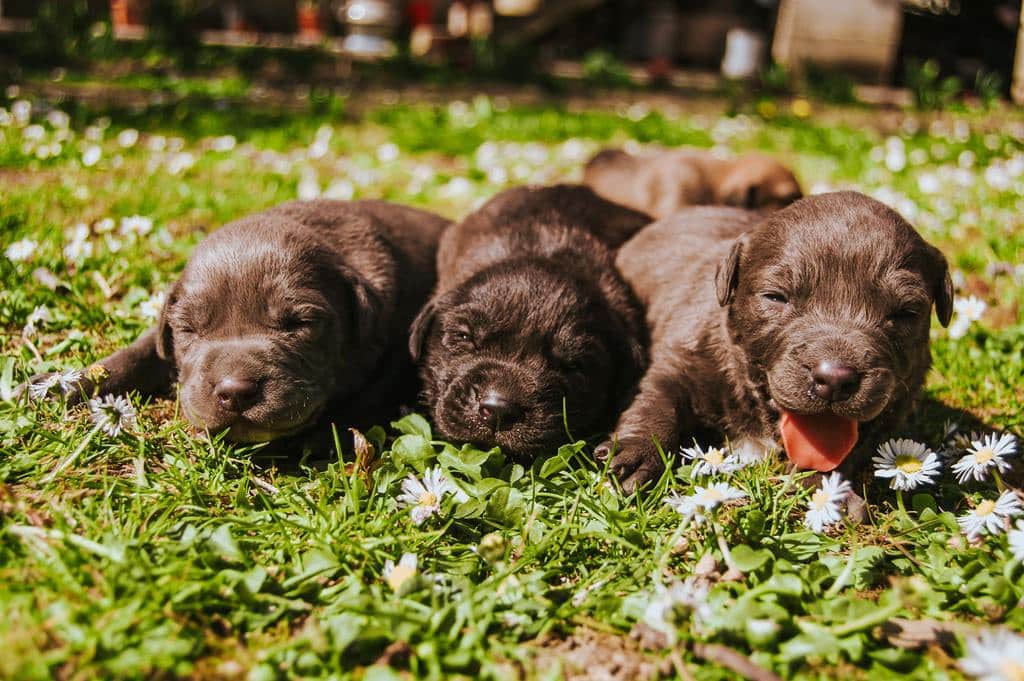 Puppies sleeping in grass