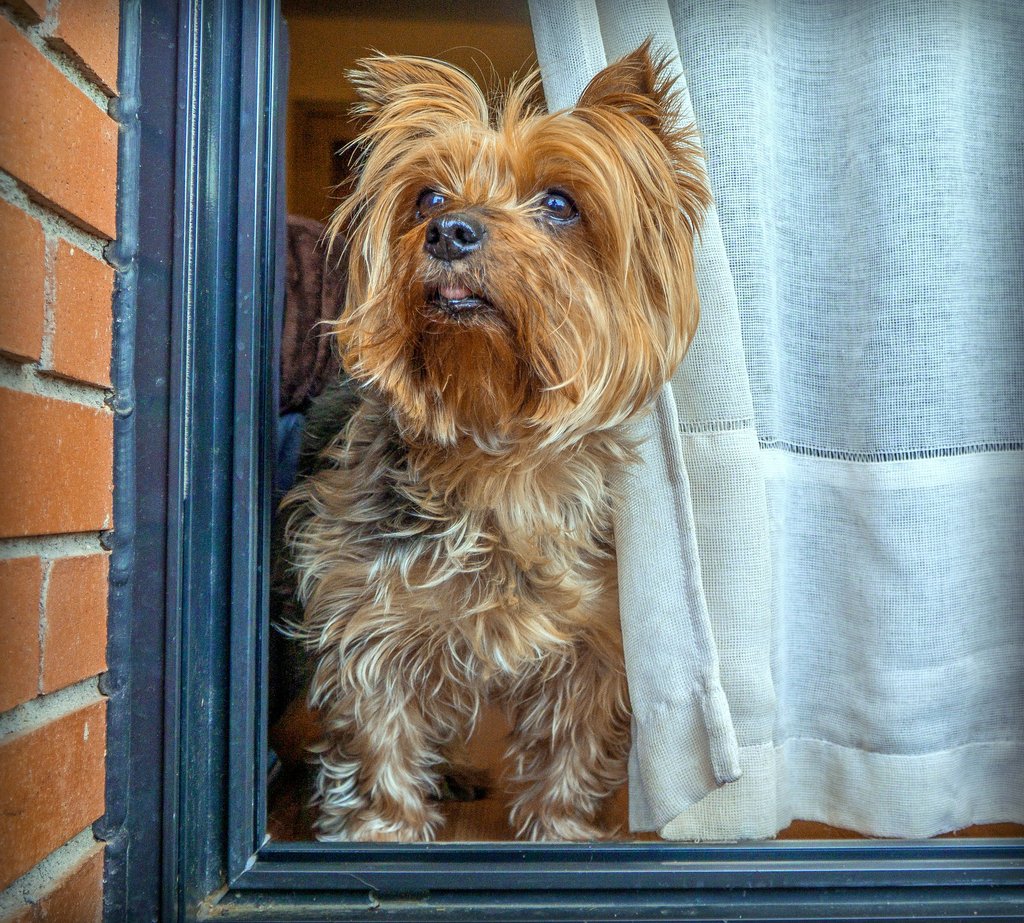 Yorkie looking out apartment window