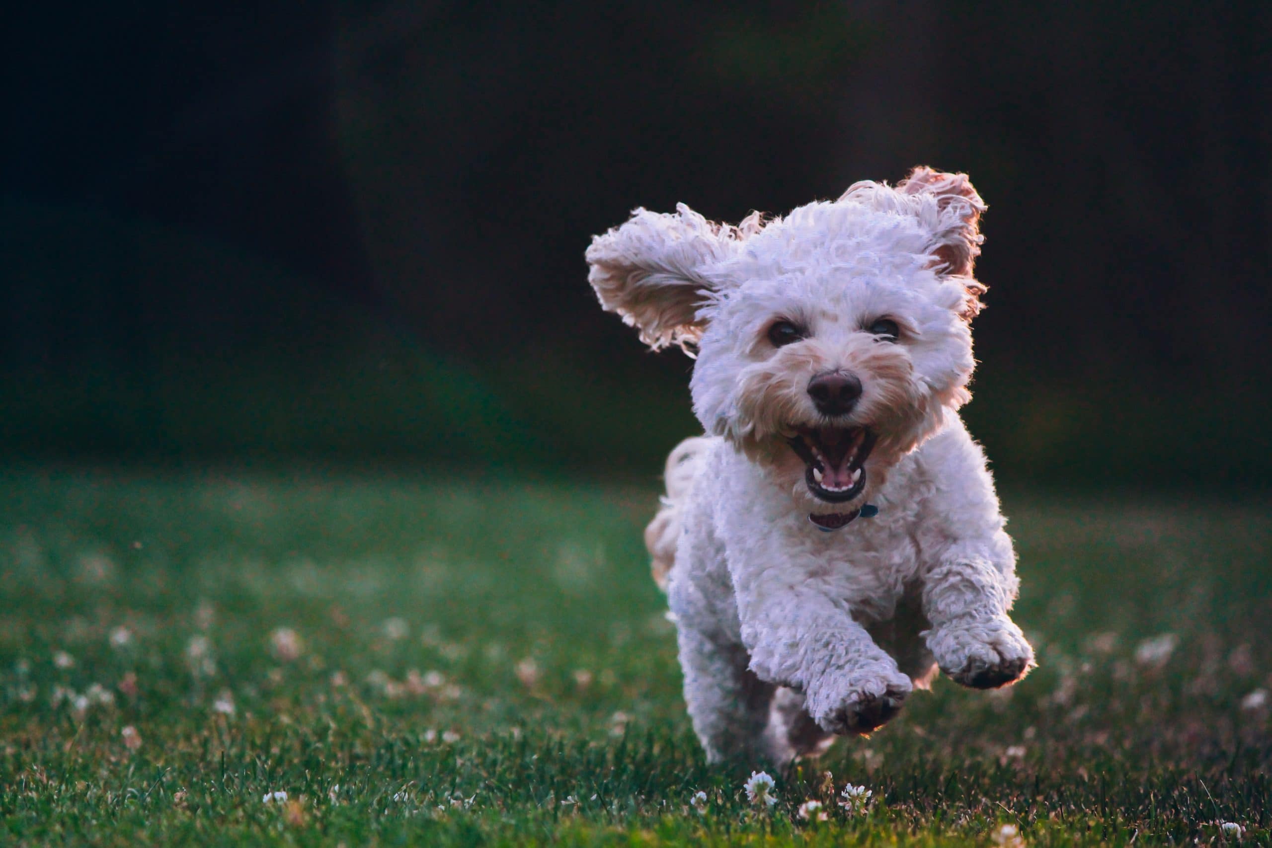 Small dog running in park