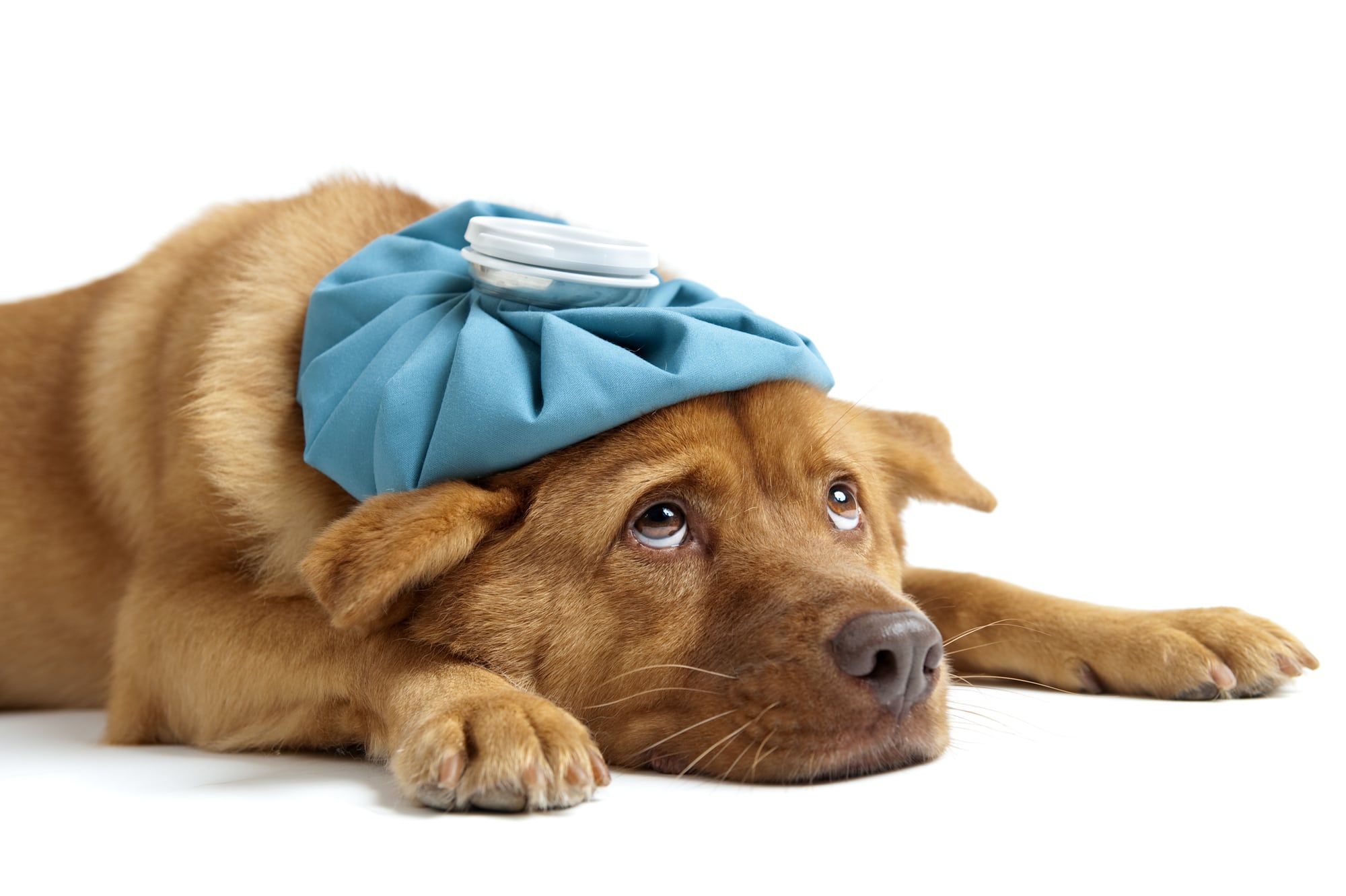 An illness is only one of the causes of diarrhea in dogs.
