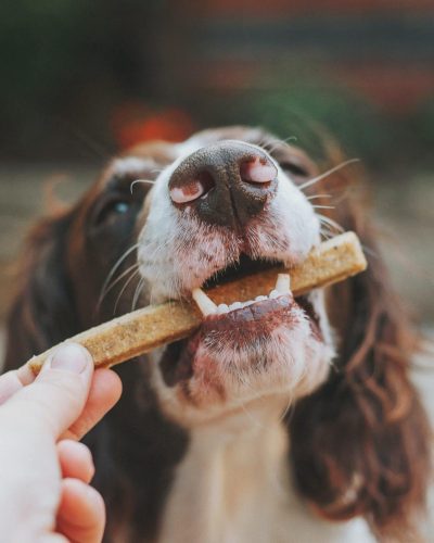 A human giving a dog a treat.