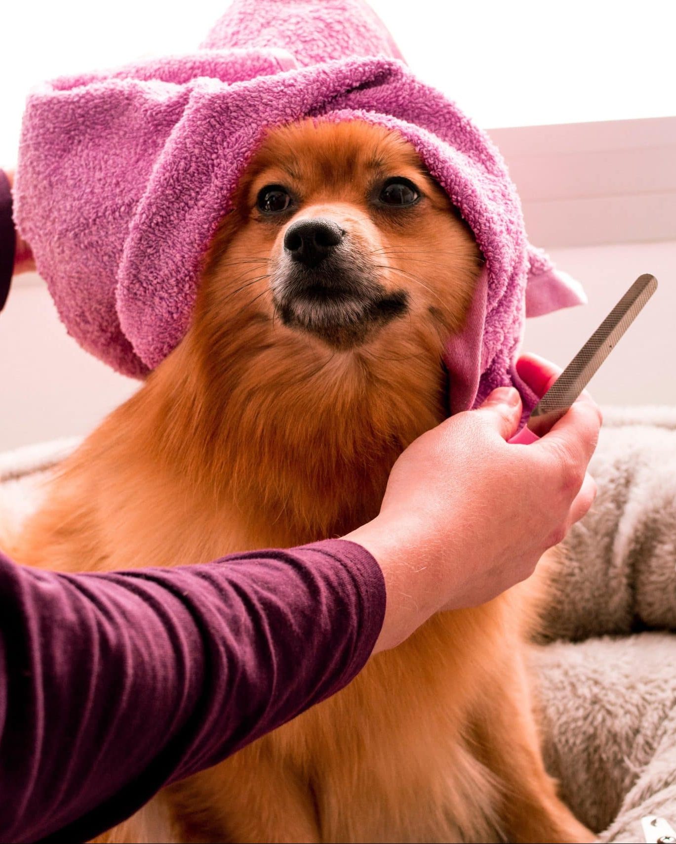 A groomer drying a dog's hair.
