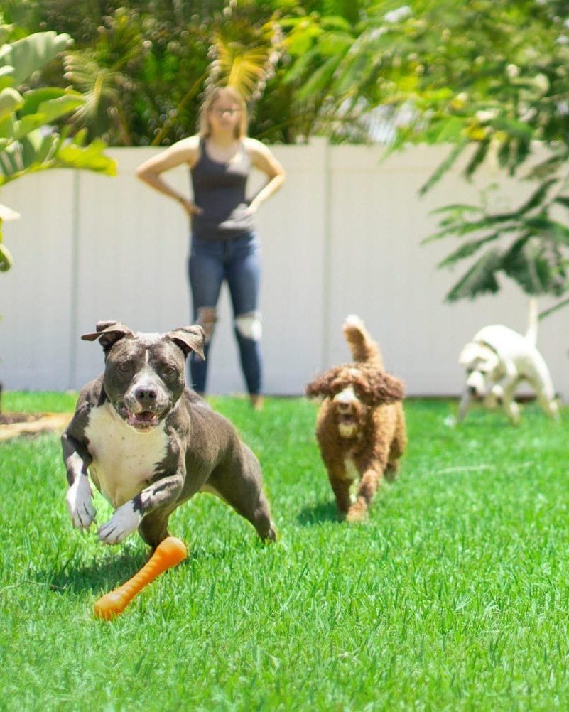Dogs playing fetch in a yard.