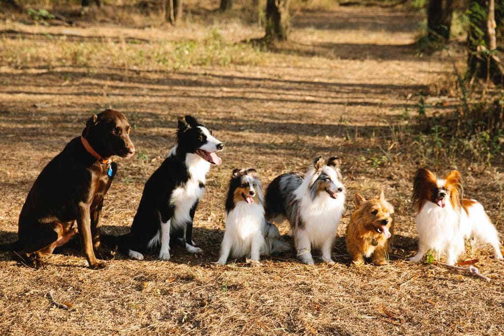 various breeds of dogs sitting in a row