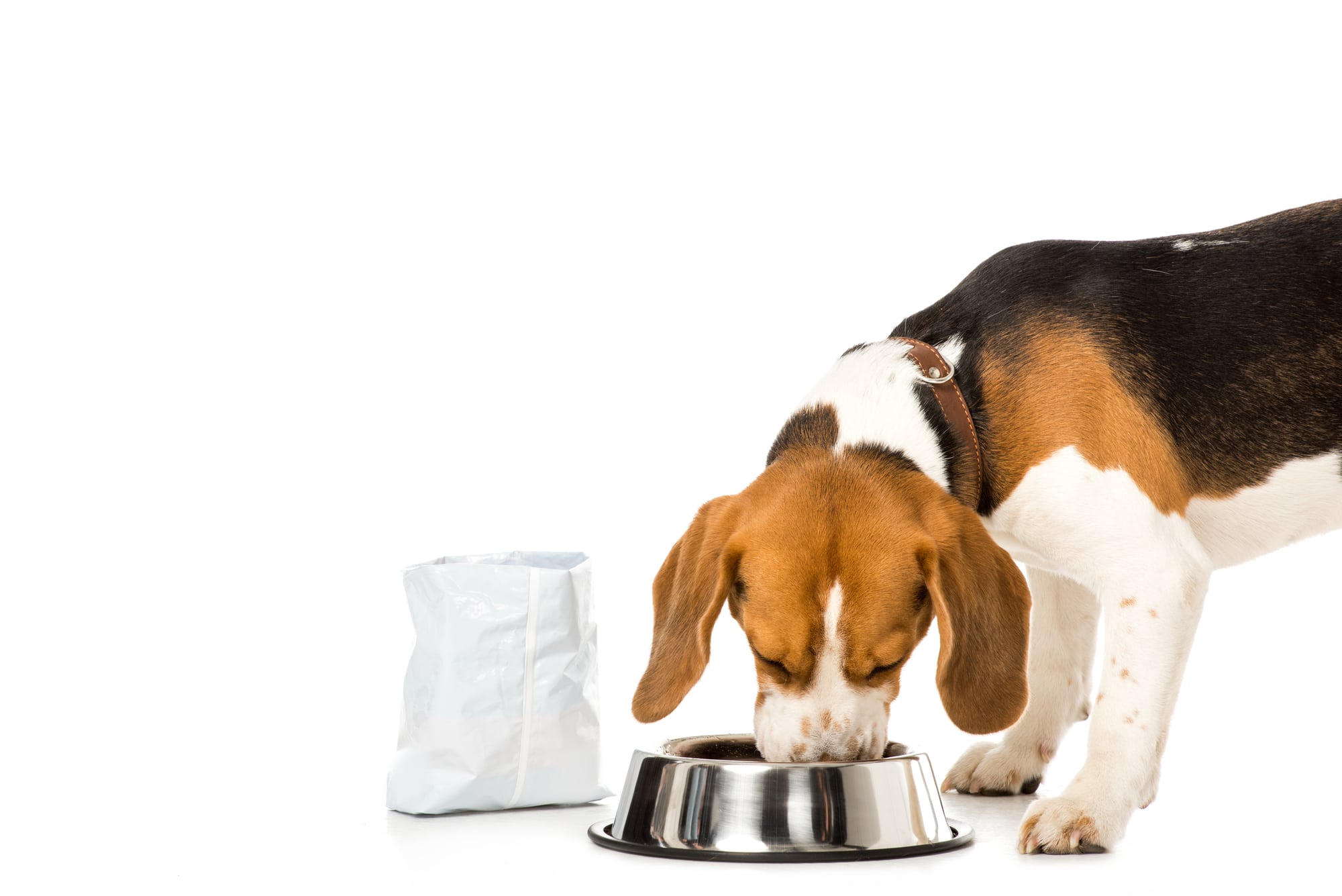 A beagle eating from its bowl.