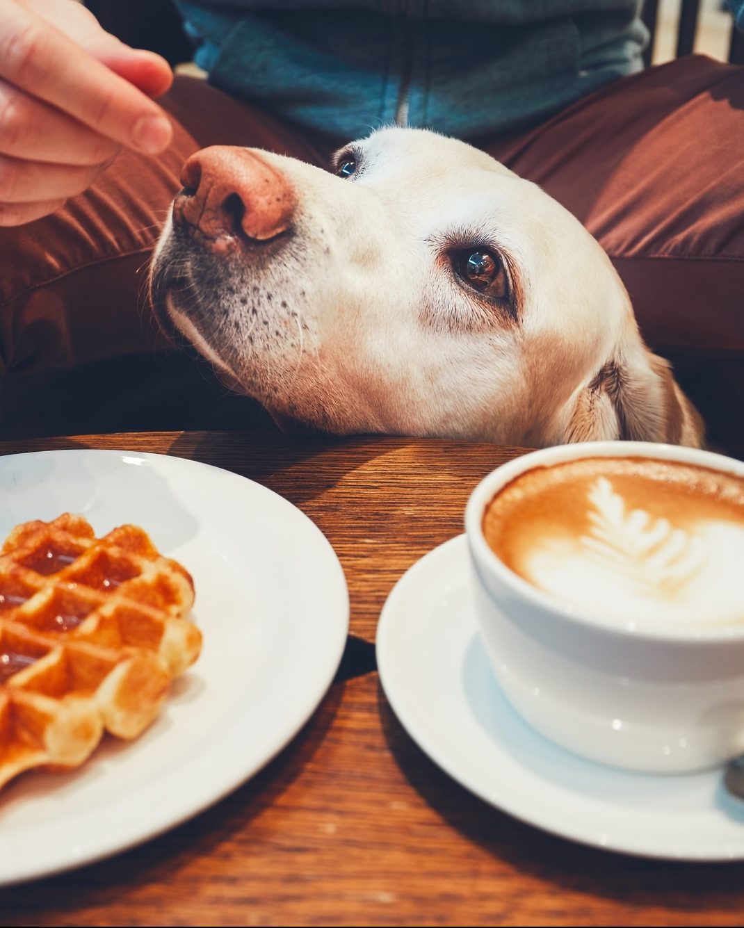 A dog at a cafe sniffing food.