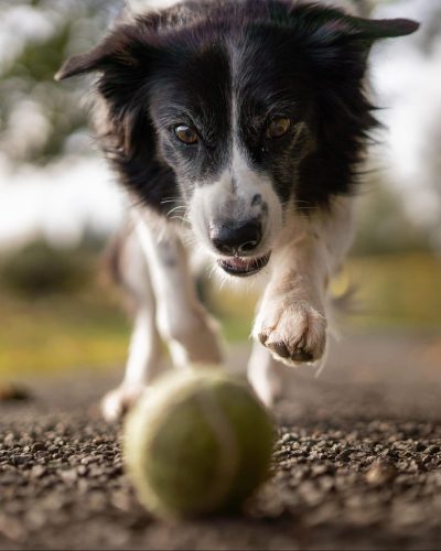 Dog chasing a tennis ball