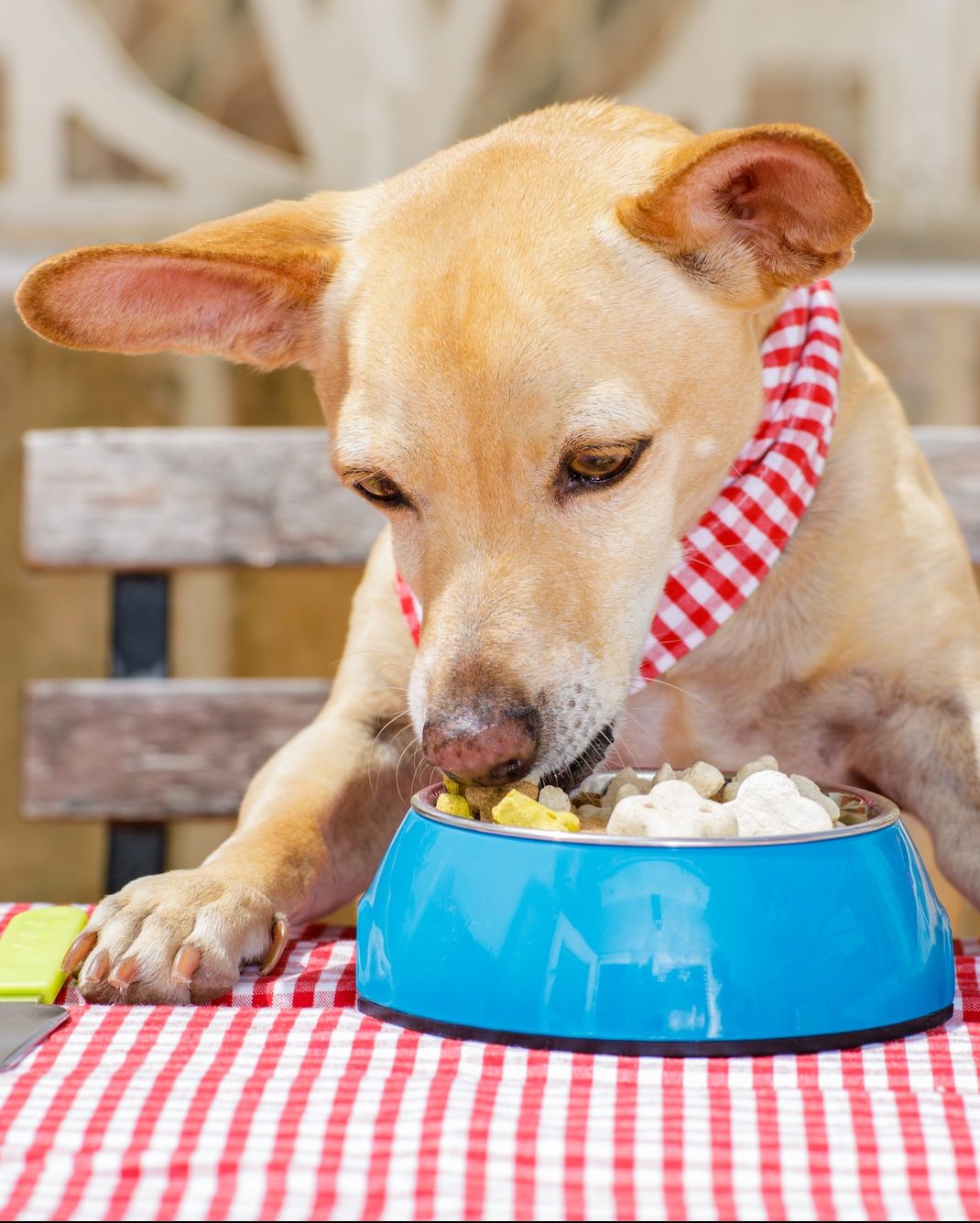 A dog eating from food bowl on the table.