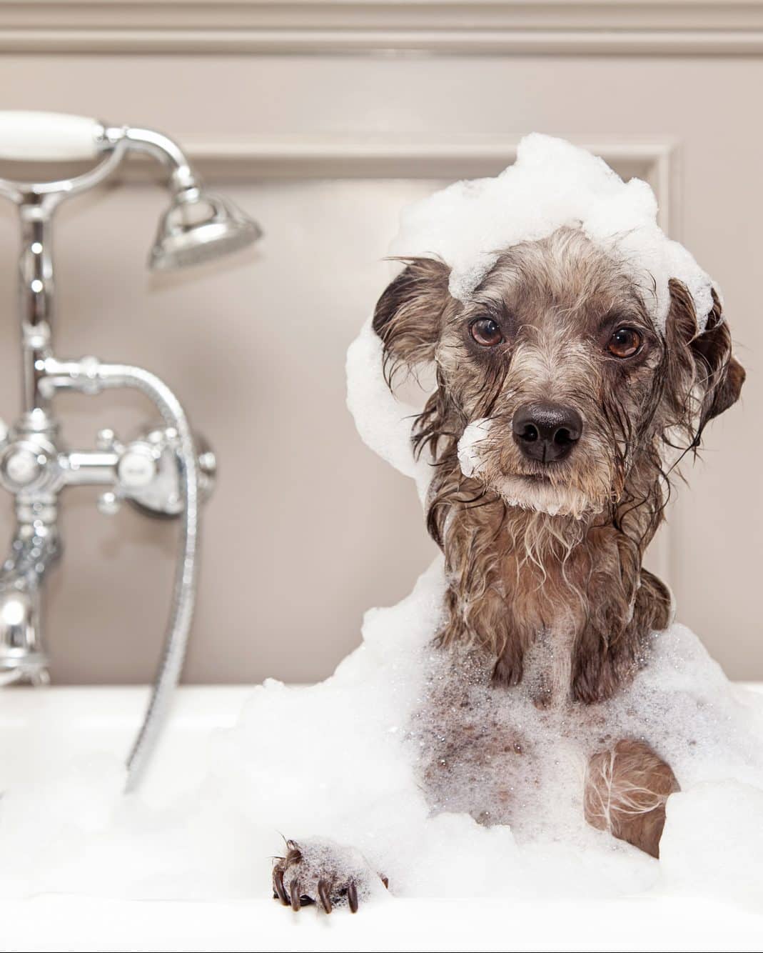 A dog in a bubble bath