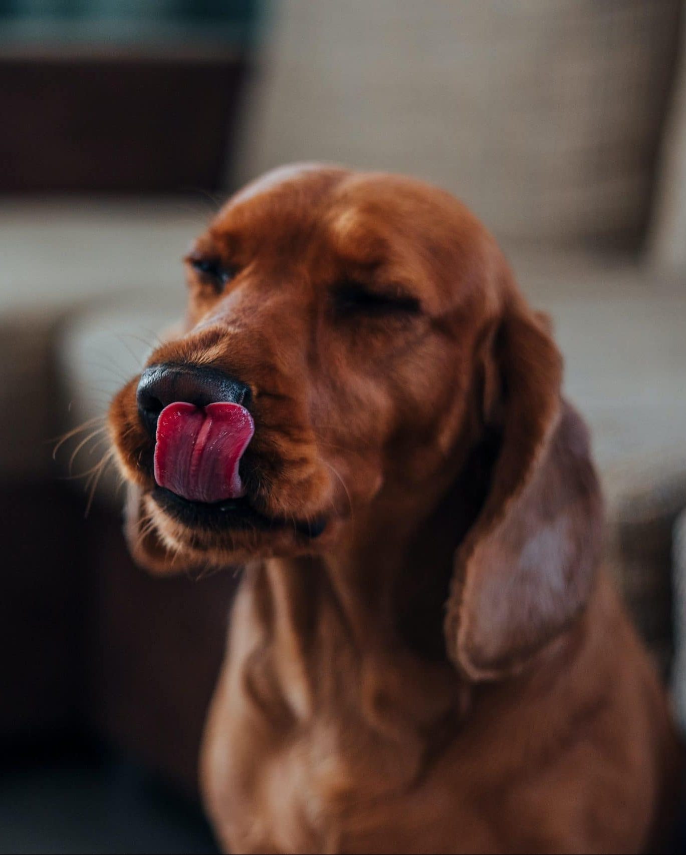 Dog licking its nose.