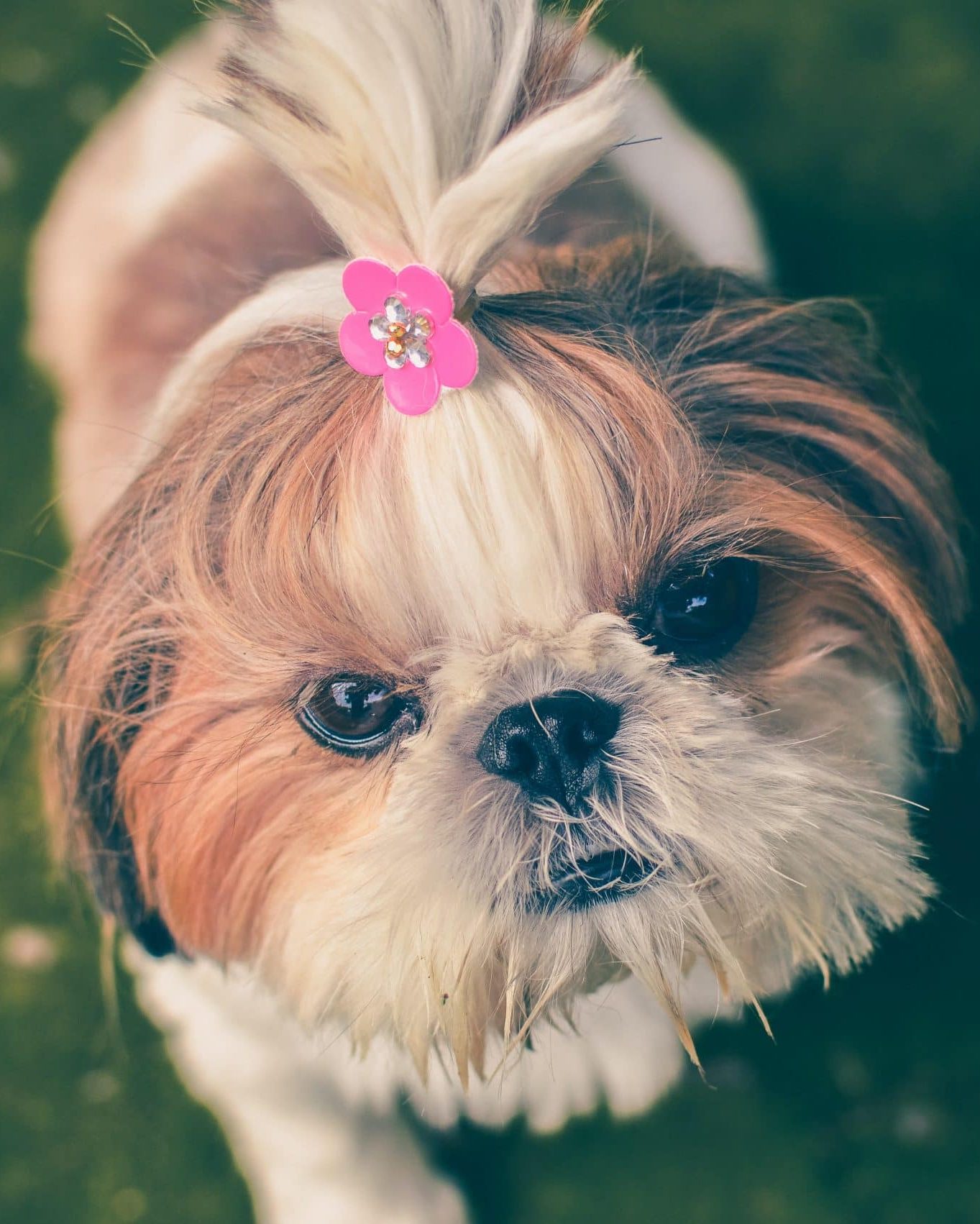 A dog with a pink flower in its hair.