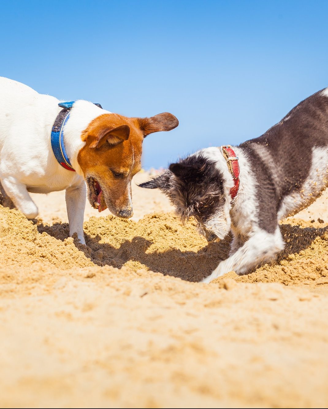 Two dogs digging in the sand.
