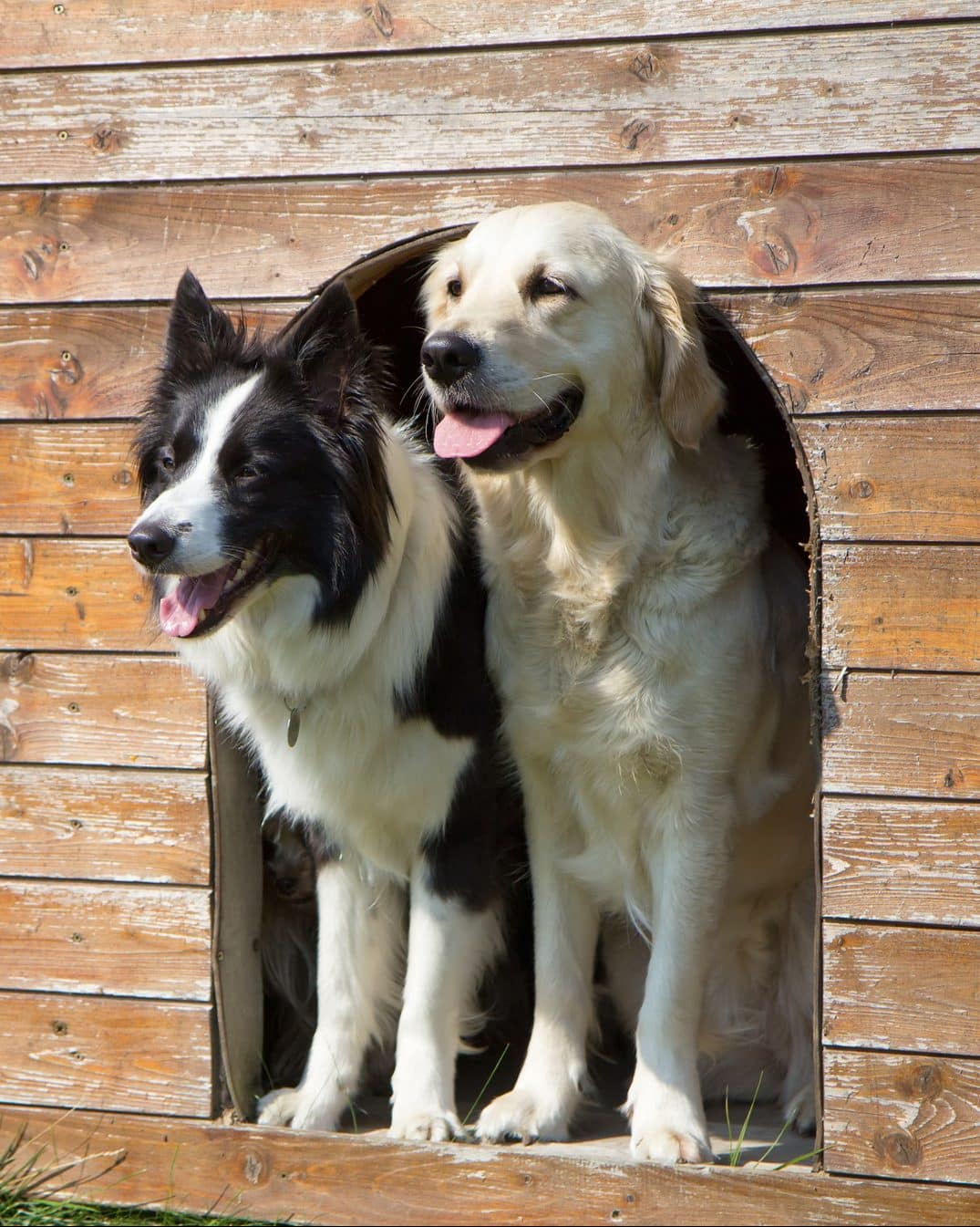 Old dogs standing in dog house.