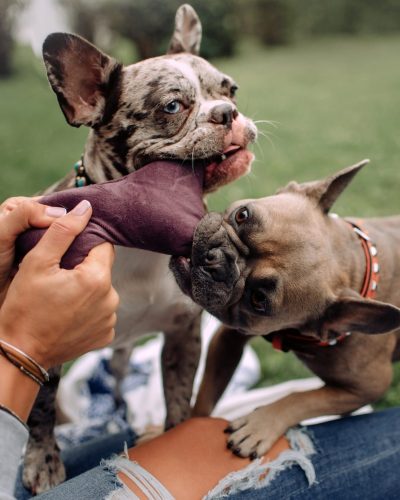 two french bulldog dogs biting on a plush toy held by owner