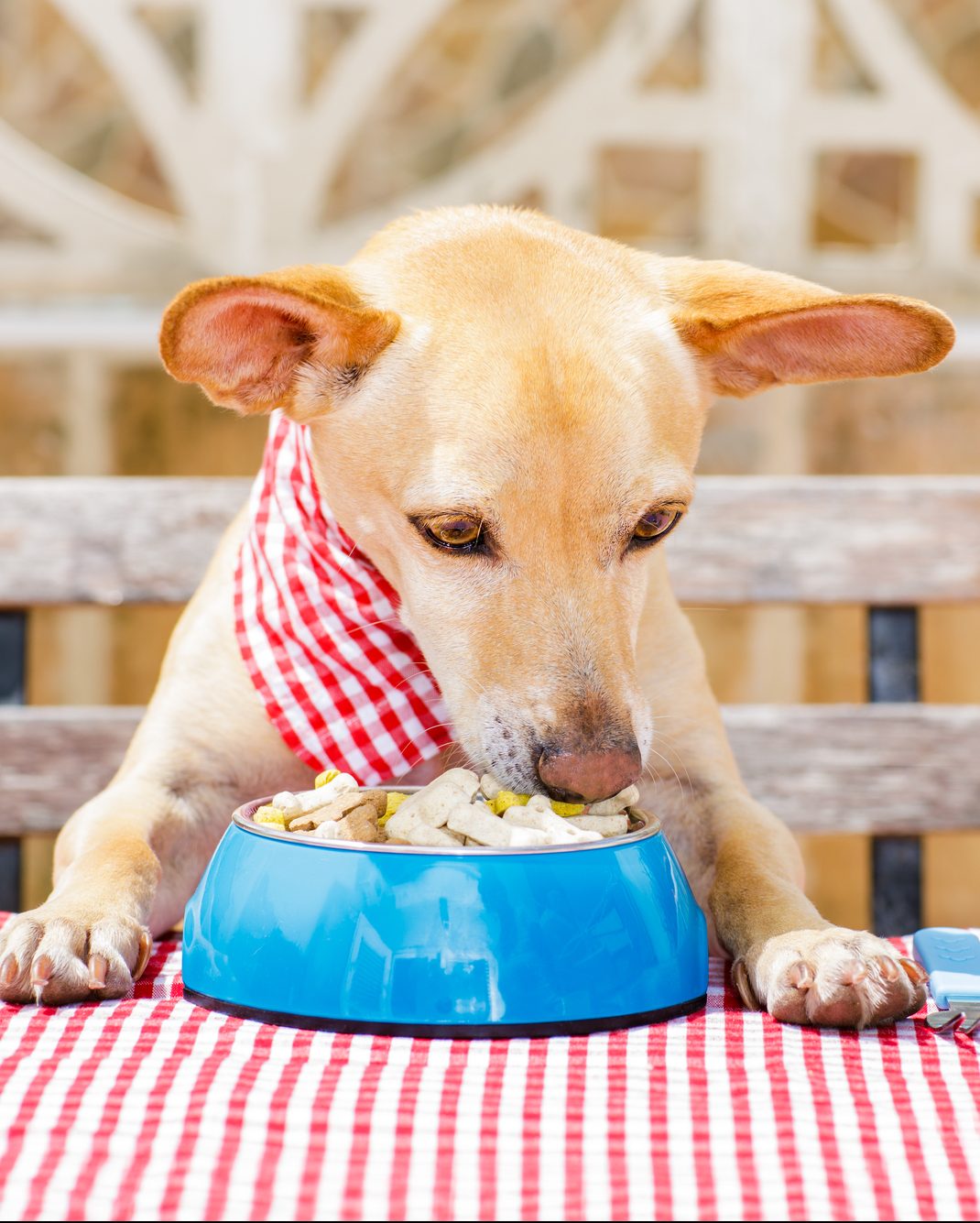 A dog eating from food bowl at table.
