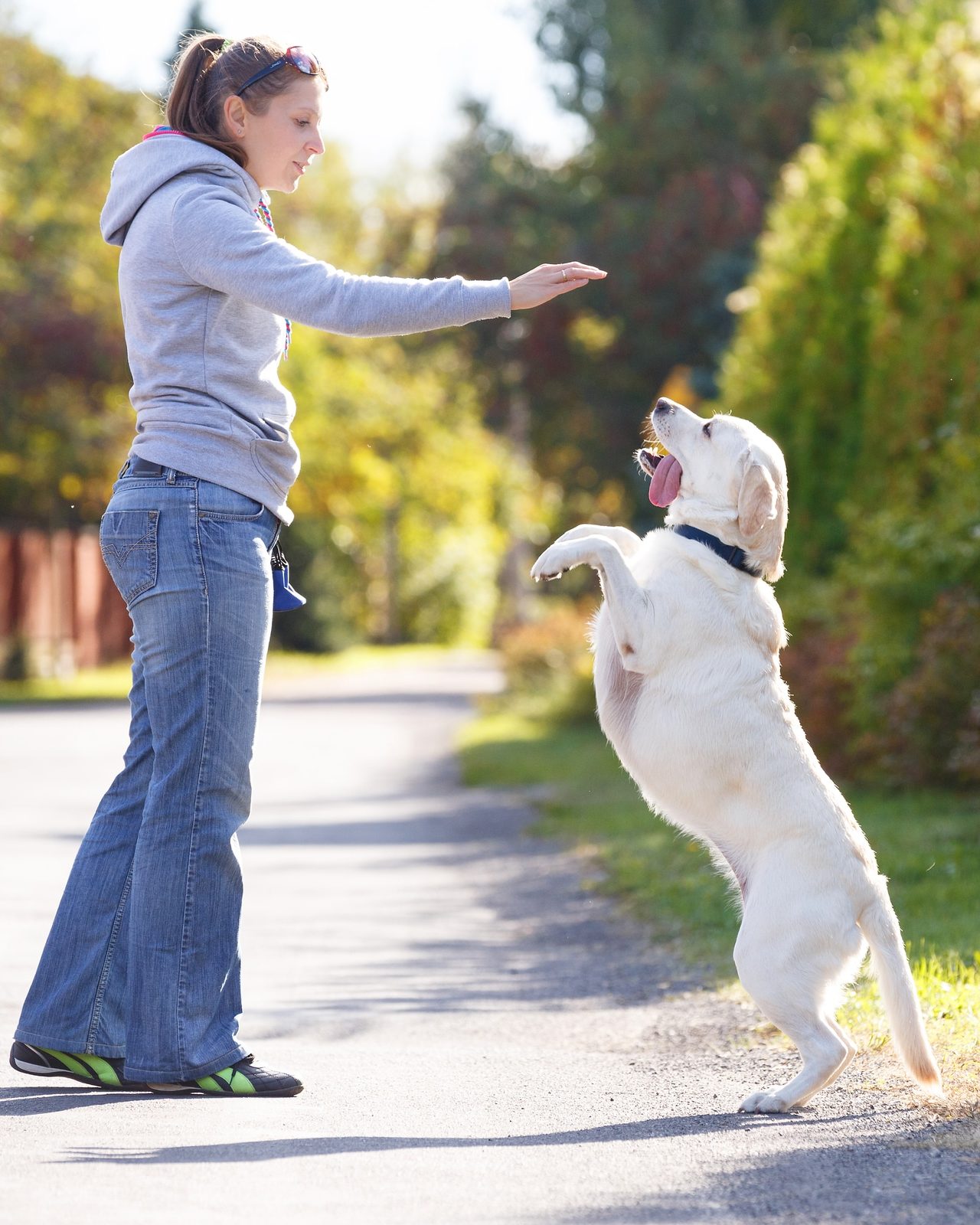 A dog owner training their dog to stand.
