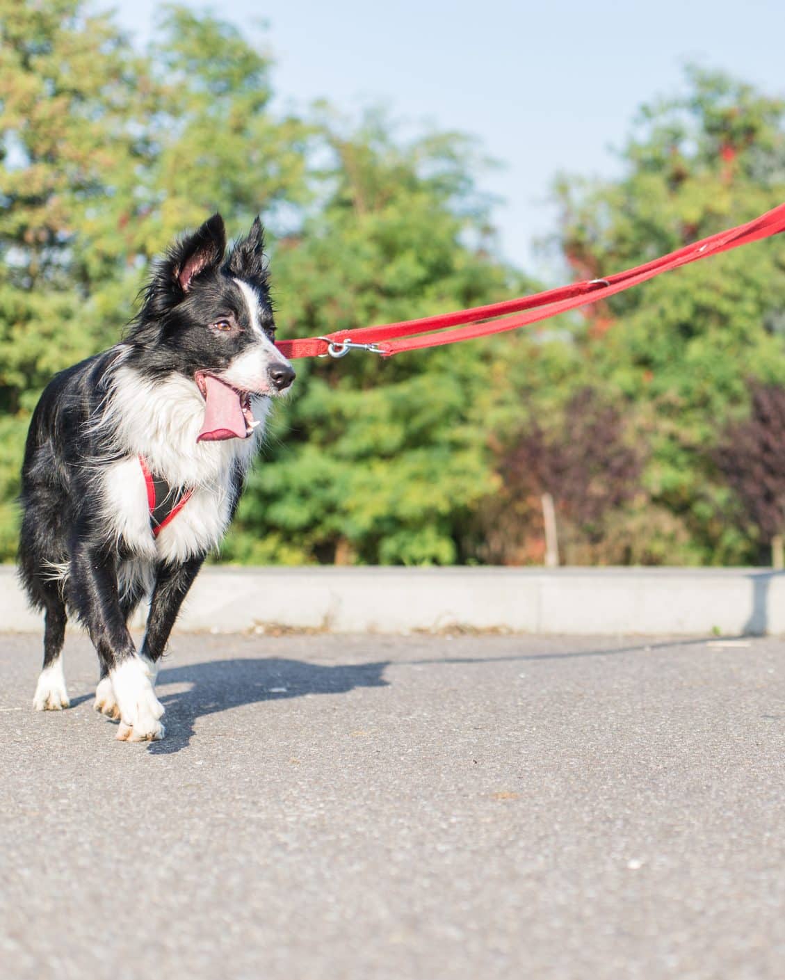 A dog being walked on a leash